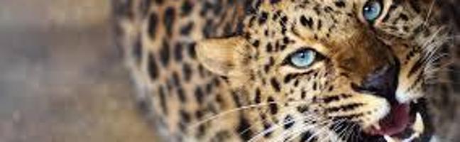 How much do you know about the Leopard ( Panthera Pardus )