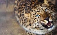 How much do you know about the Leopard ( Panthera Pardus )