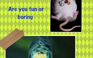 Are you fun or boring?