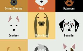 What dog breed are you most like? (1)