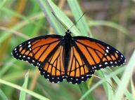 Fluttering Beauties: Test Your Butterfly Knowledge