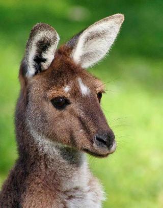 Animal Communicator