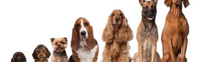 How Many Dog Breeds do you Know?