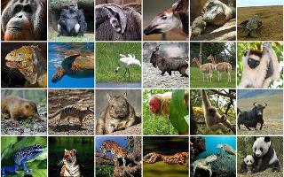 Which Endangered Animal Are You?