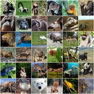 Which Endangered Animal Are You?