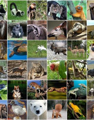 Which Endangered Animal Are You?