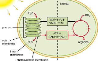 Test Your Knowledge: Photosynthesis Quiz