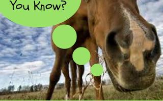 How much do you know about horses? (3)