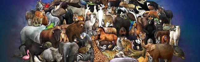 Animal Quiz