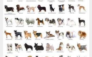 Do you know your dog breeds?