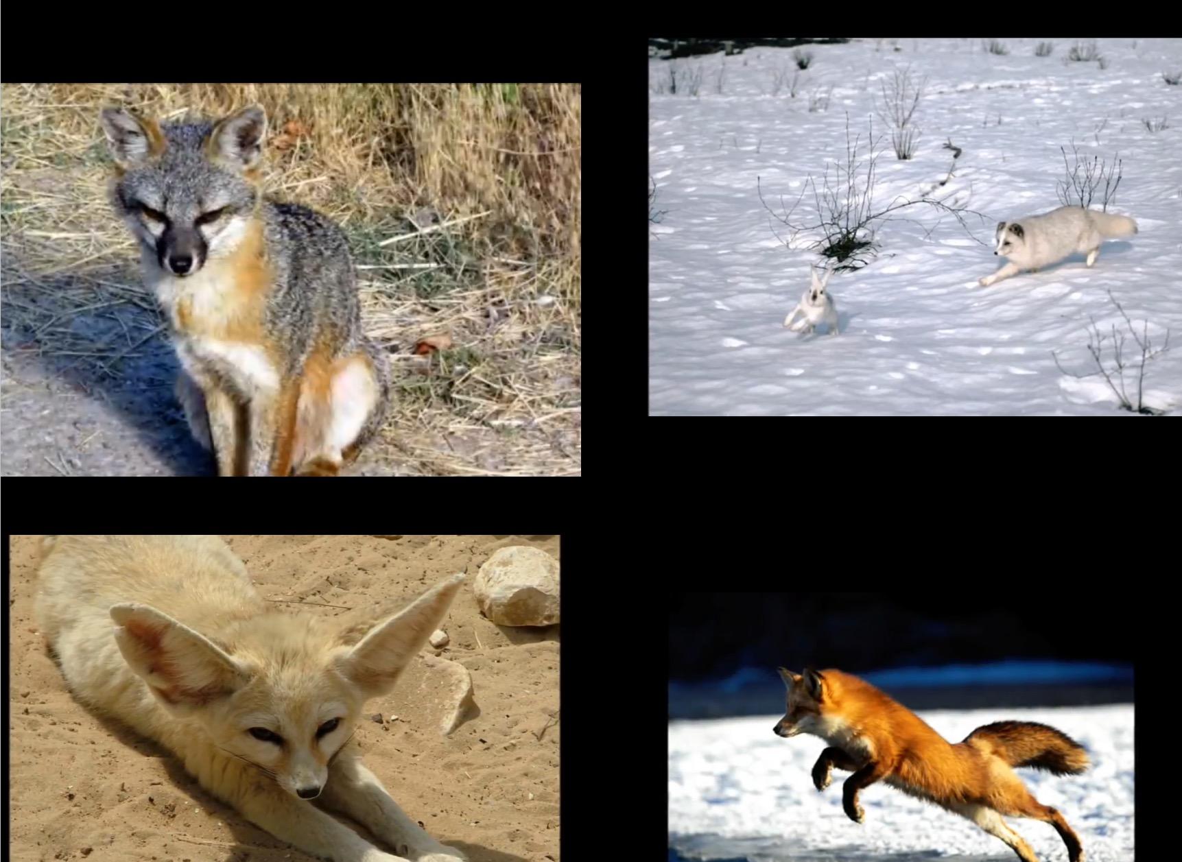 What Fox Are You? - Personality Quiz