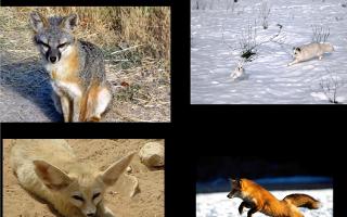 What Fox Are You?