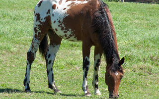 Appaloosa Trivia