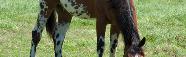 Appaloosa Trivia