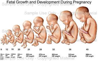 Fetal Development from Conception to Birth