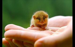 Can these little animals make you saw "AW!"