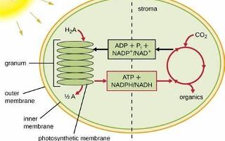 Test Your Knowledge: Photosynthesis Quiz (1)