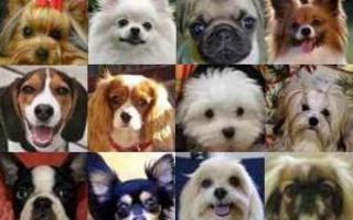 Which dog breed are you?