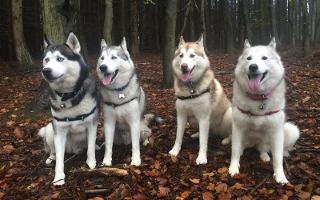 Siberian Husky Quiz