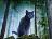 Warrior cat quiz (2)