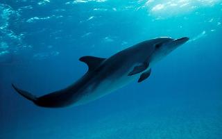 How Much Do You Know About Whales and Dolphins?