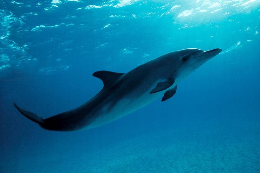 How Much Do You Know About Whales and Dolphins? - Scored Quiz