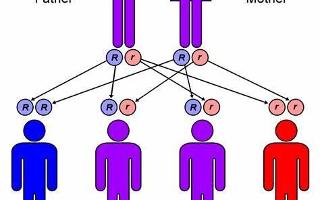 Test Your Knowledge on Heredity!