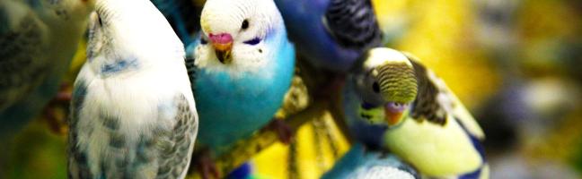 Which of My Budgies (Parakeets) Are You?