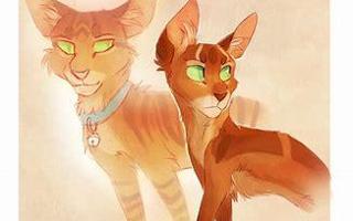 Are you a true warrior cats fan? (1)