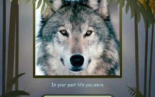 What Wolf Are You? (4)