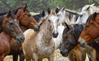 Horse Breeds and Colors