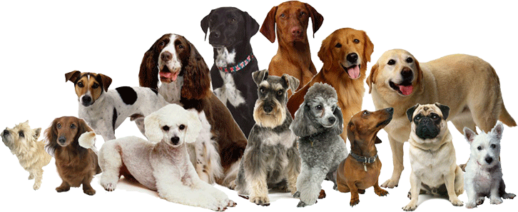 how-much-do-you-know-about-dogs-1-scored-quiz