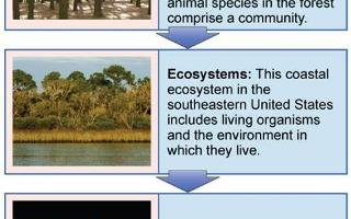 Test Your Knowledge on Ecology