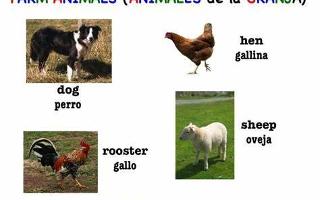 Which Farm Animal Are You? (2)