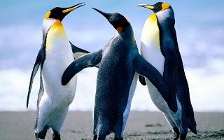 How Much Do You Know About Penguins?