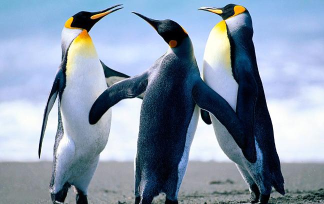 How Much Do You Know About Penguins?