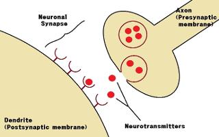 Neuroscience Quiz