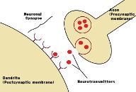 Neuroscience Quiz