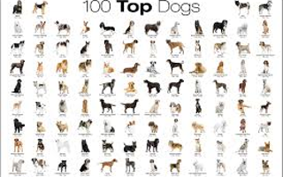 what dog breed are you? (4)