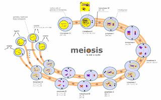 Meiosis