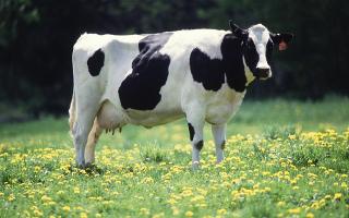 Do You Know The Cow?