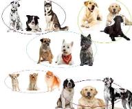 What type of dog is best for you?