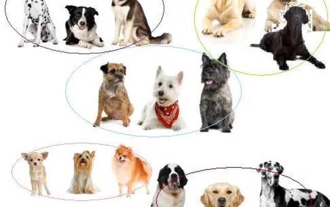 What type of dog is best for you?