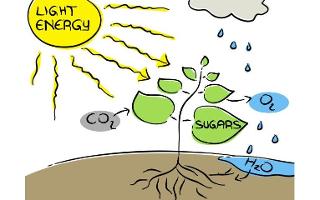 Unit 7 Photosynthesis Review Sheet Quiz