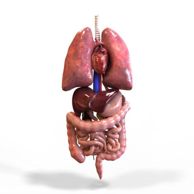 Tissues, Organs and Organ systems - Scored Quiz