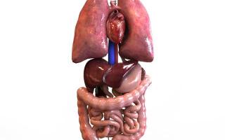 Tissues, Organs and Organ systems