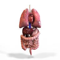 Tissues, Organs and Organ systems