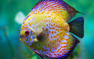 Are you a saltwater fish or a fresh water fish?