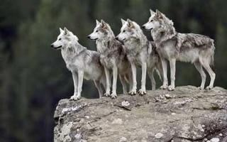 What rank are you in a wolf pack