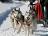 How much do you know about dog sledding ???